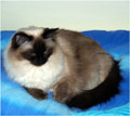 Ottilia